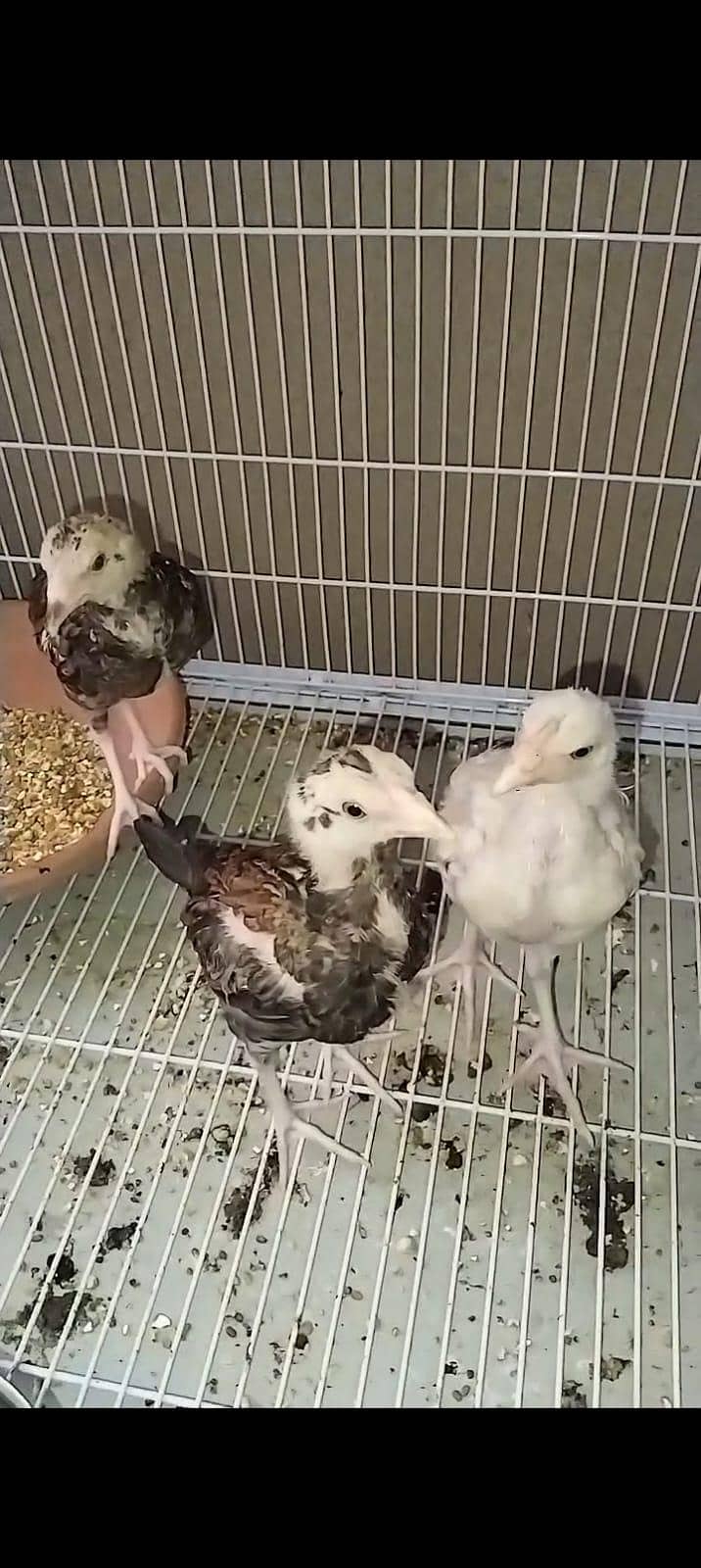 full High Quality java female---03034859809 6