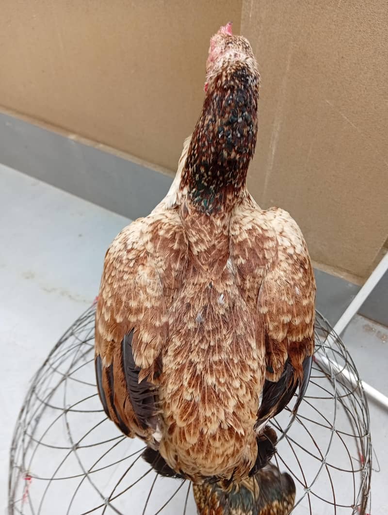 full High Quality java female---03034859809 7