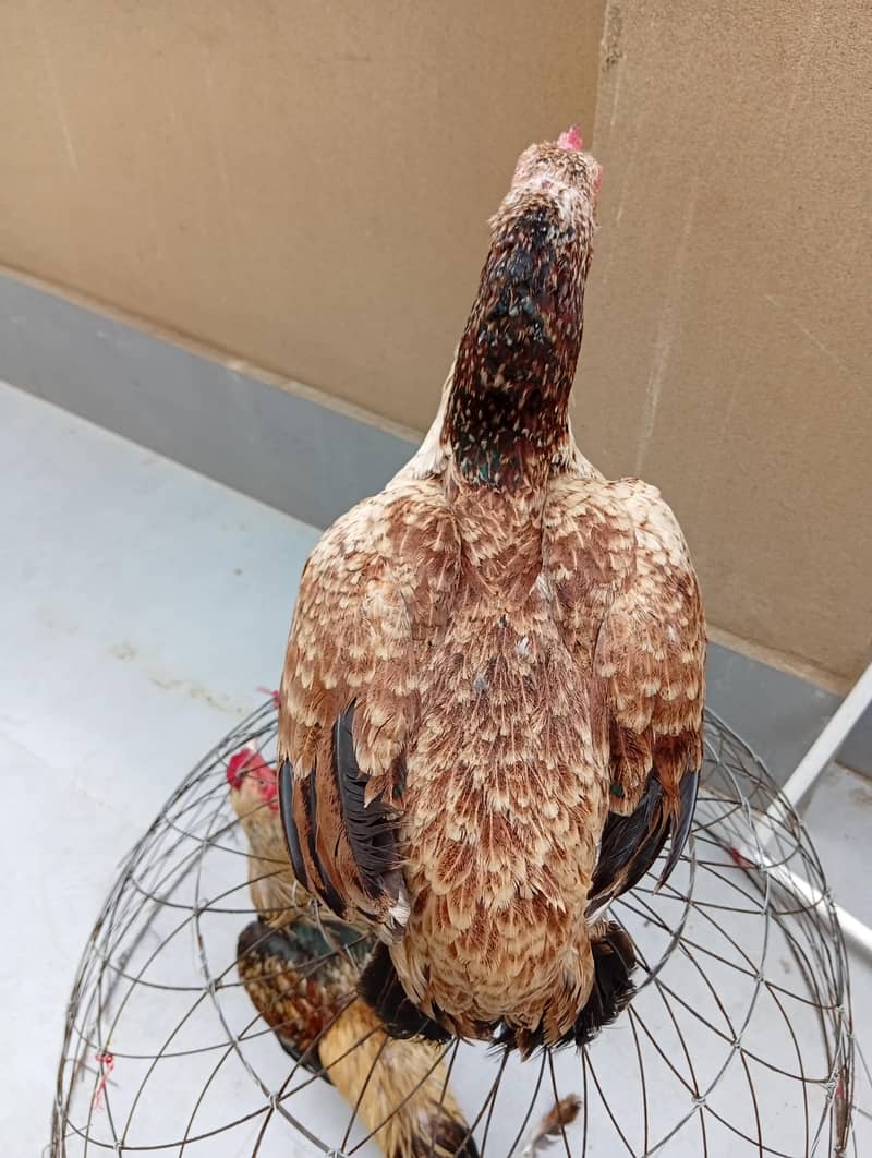 full High Quality java female---03034859809 8