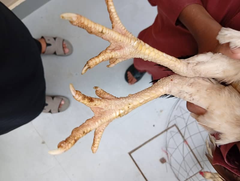 full High Quality java female---03034859809 9