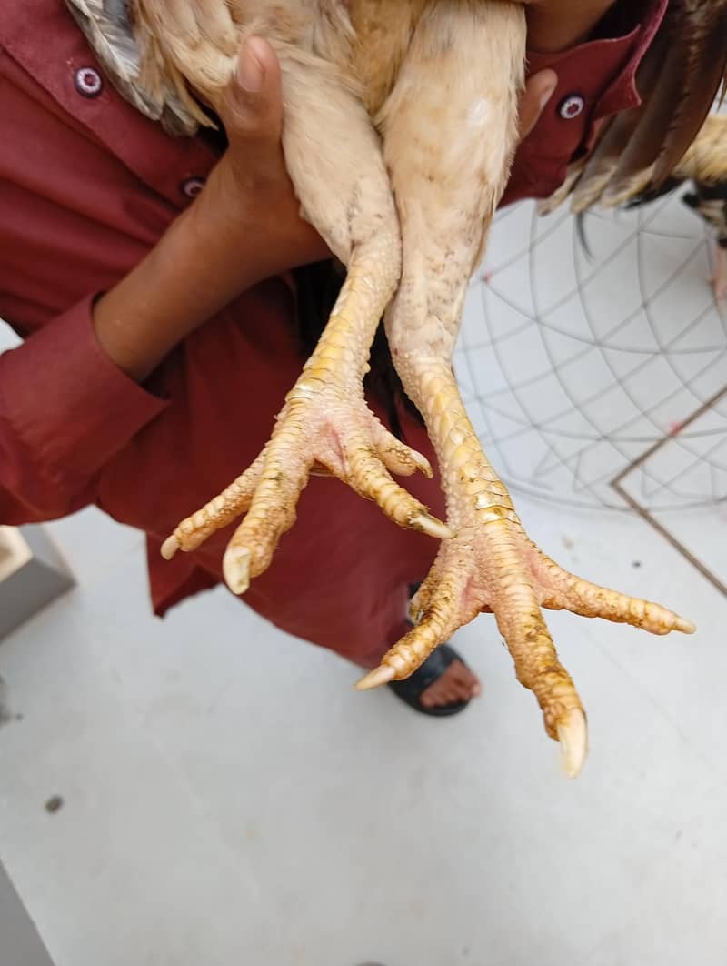 full High Quality java female---03034859809 10