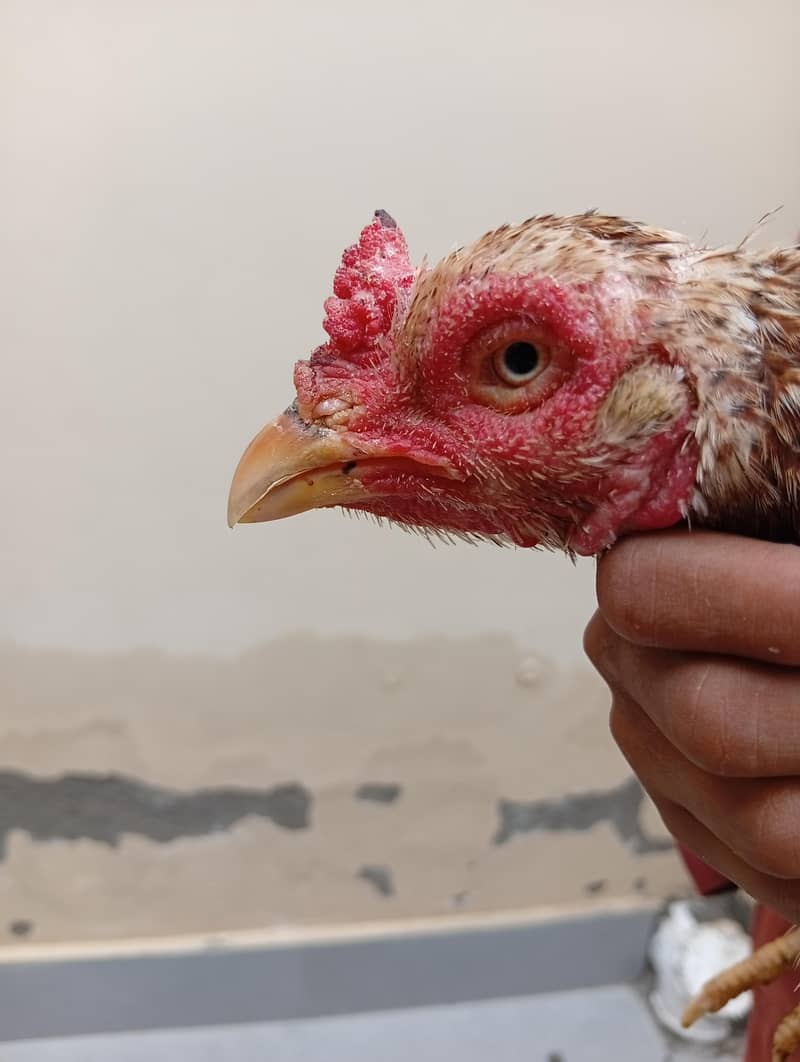 full High Quality java female---03034859809 11