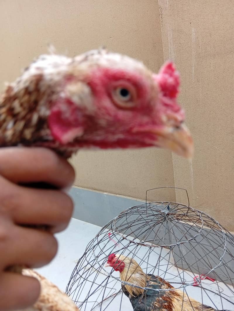 full High Quality java female---03034859809 12