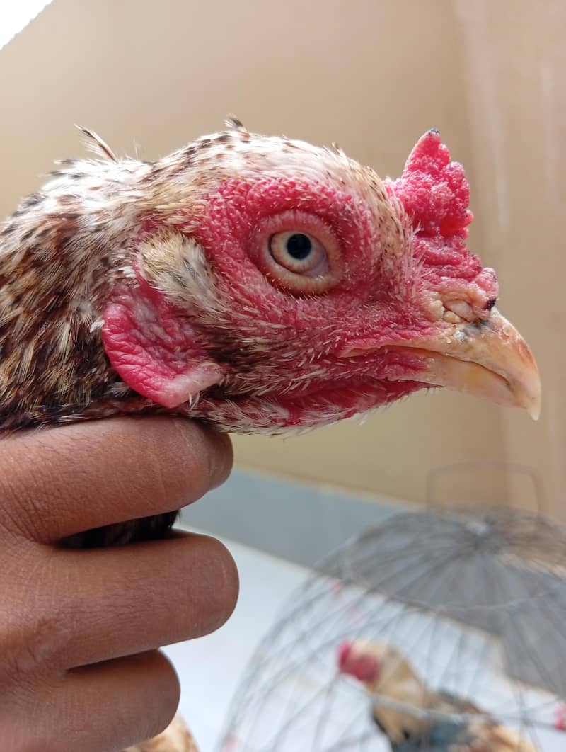 full High Quality java female---03034859809 13