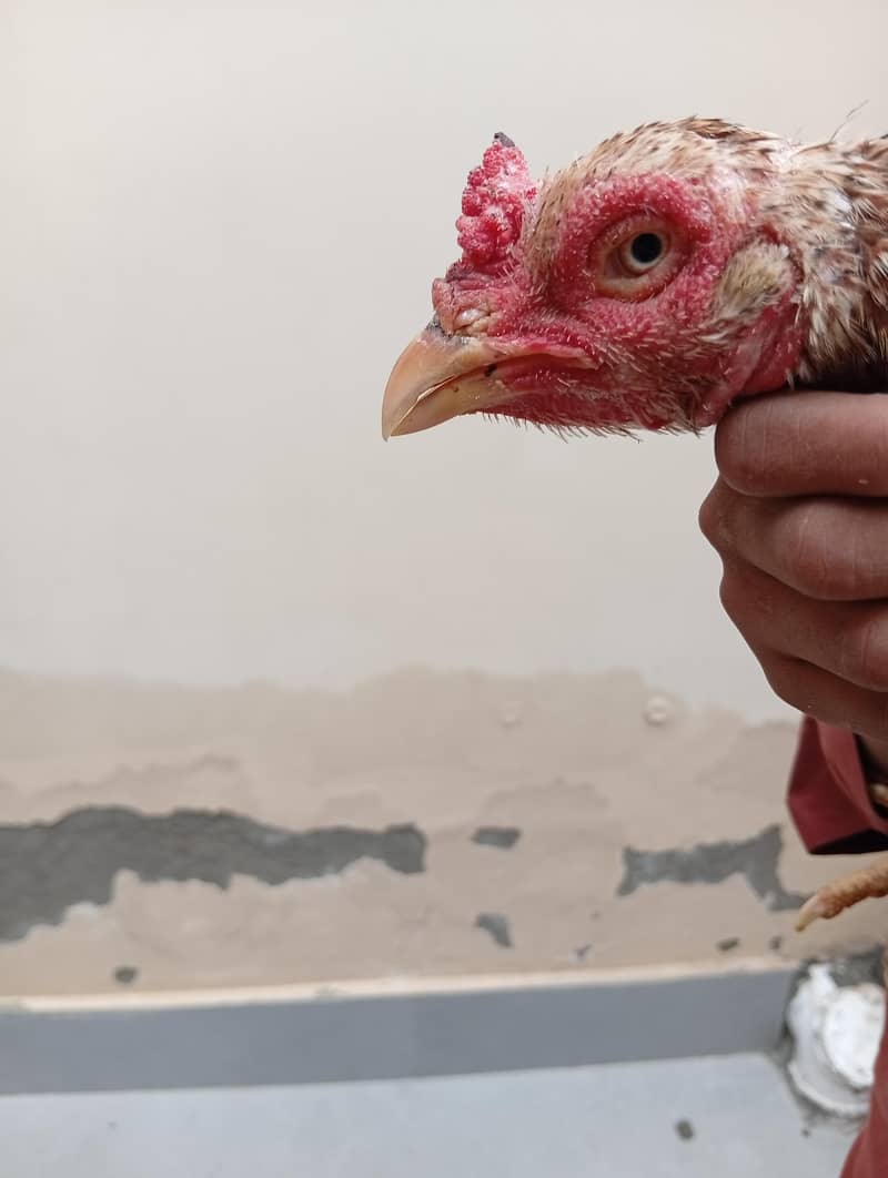 full High Quality java female---03034859809 14