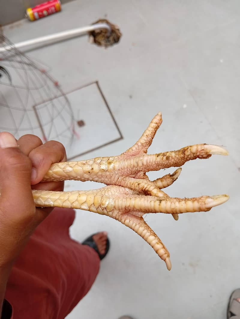 full High Quality java female---03034859809 15
