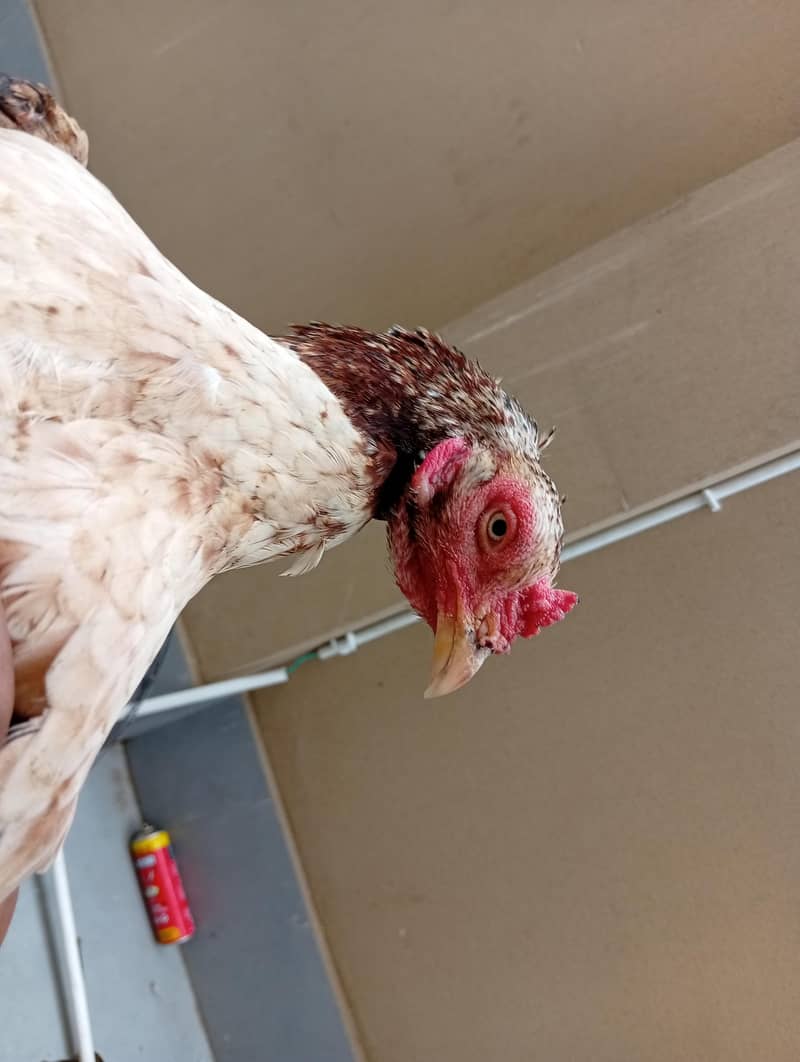full High Quality java female---03034859809 16