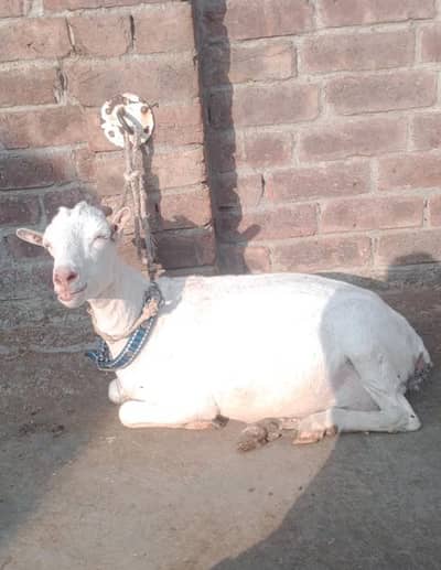 Burberry bakri
