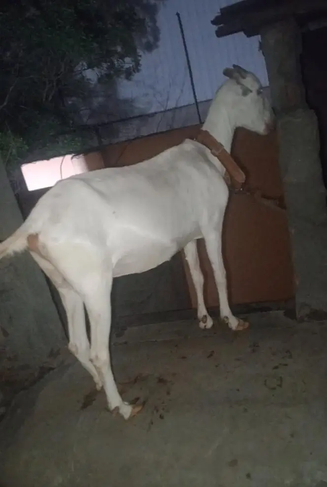 Burberry bakri — photo 2