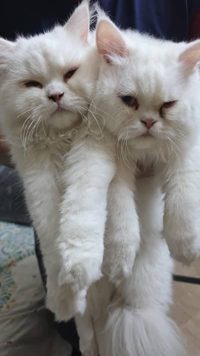 Persian Cat Pair for Sale