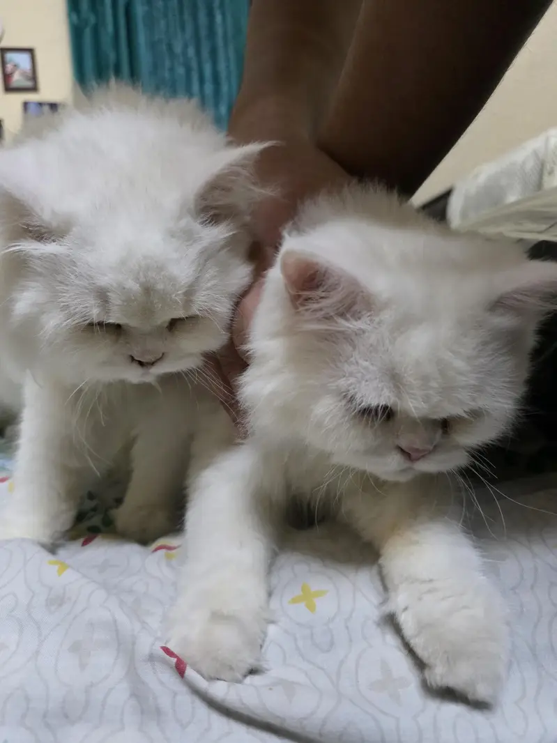 Persian Cat Pair for Sale — photo 2