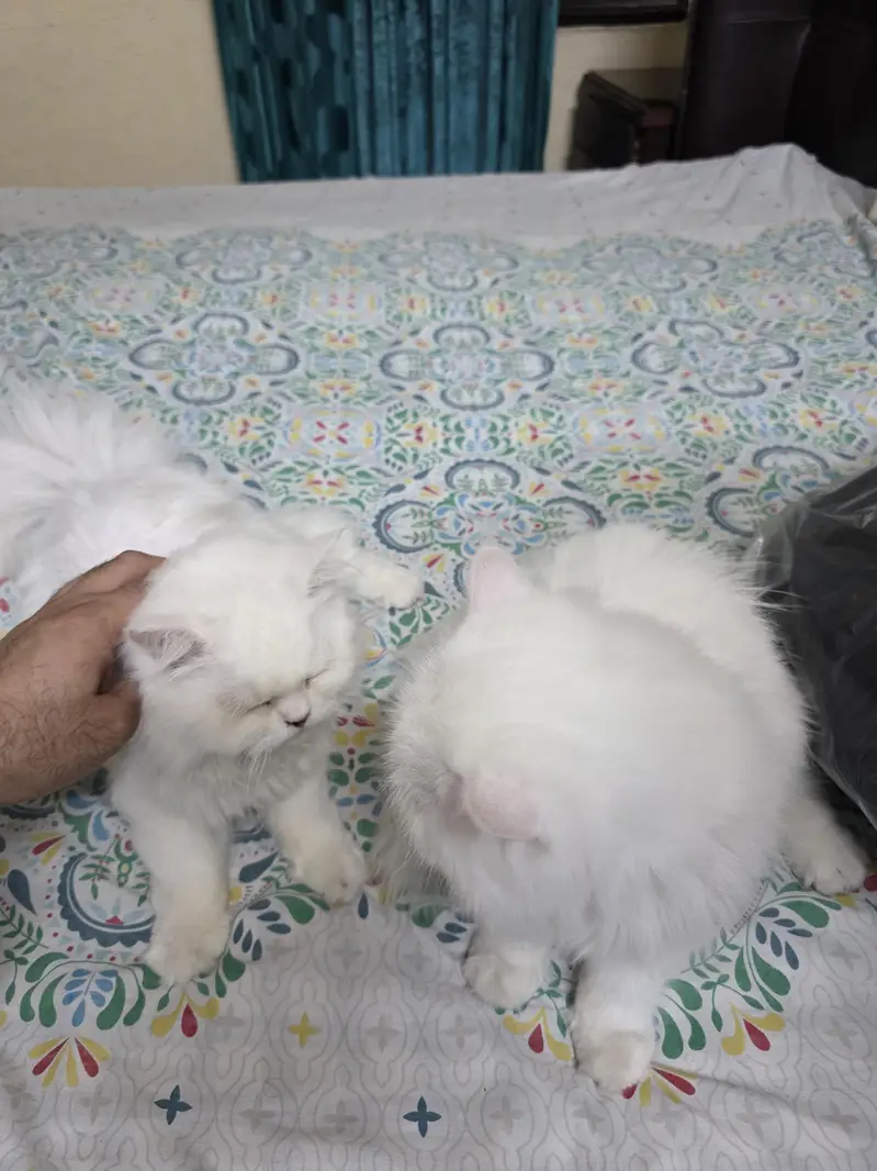 Persian Cat Pair for Sale — photo 3