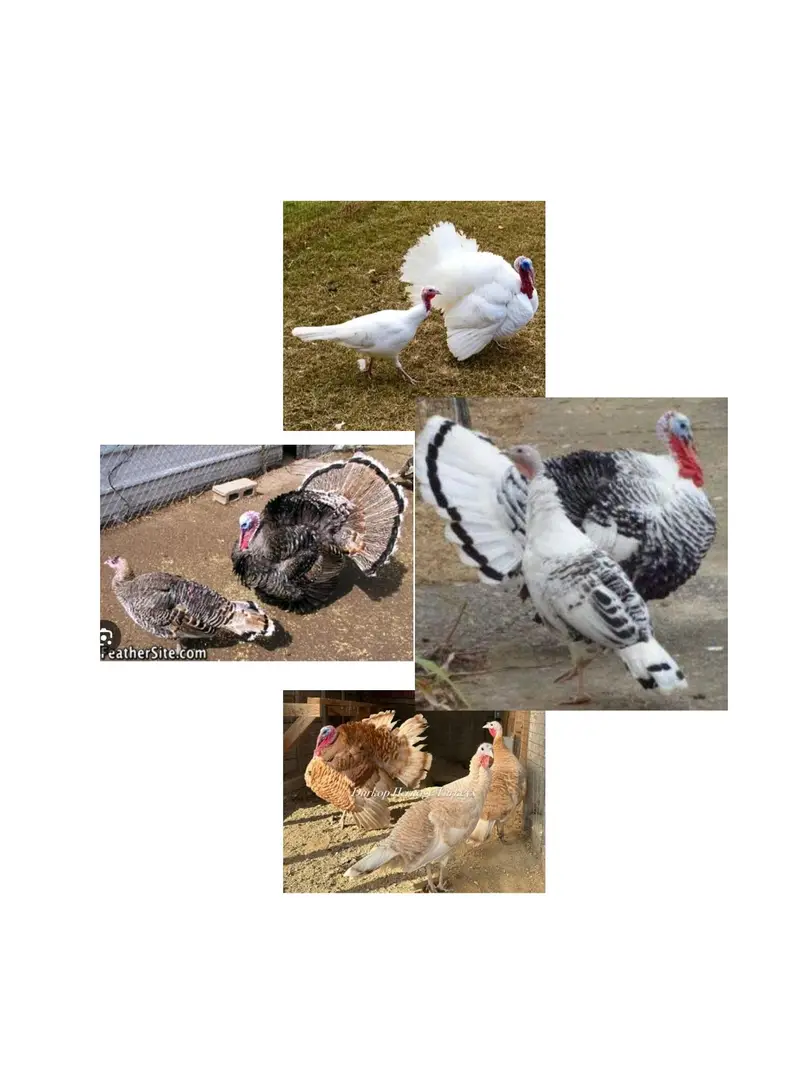 Turkey Birds