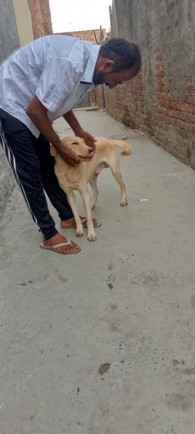 labra