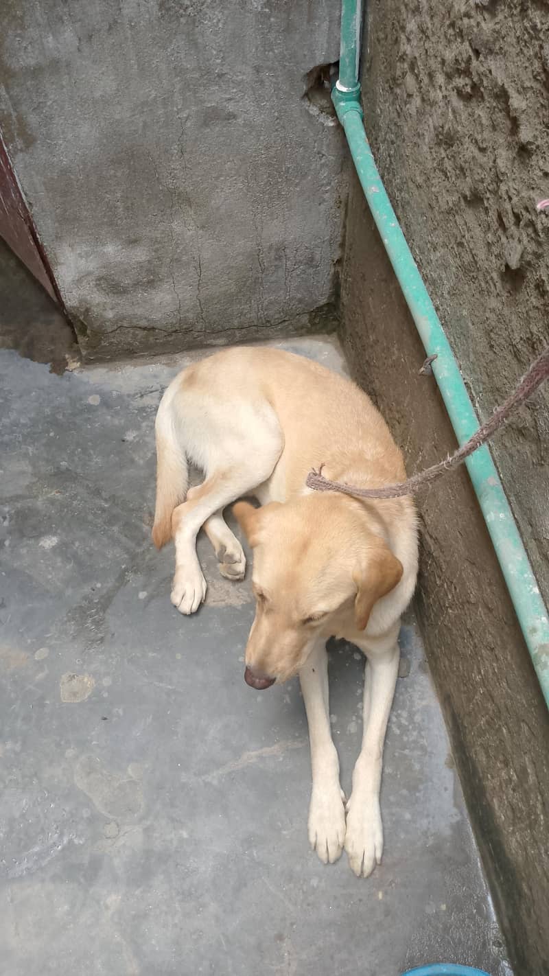 labra 1