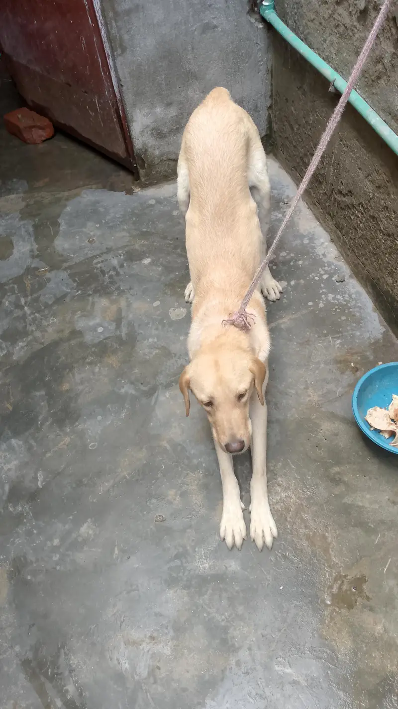 labra — photo 3