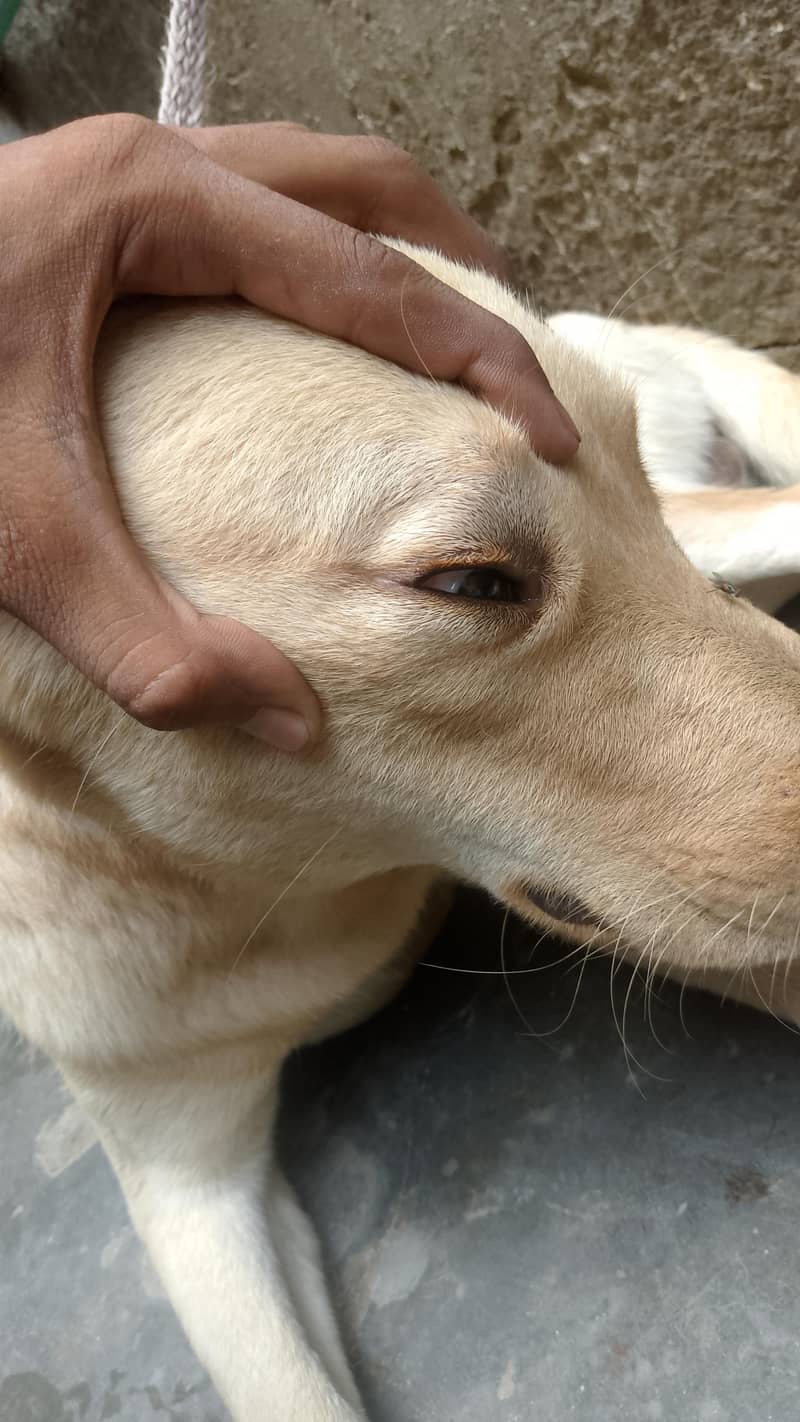 labra 3
