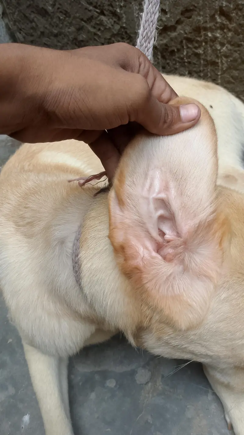 labra — photo 5
