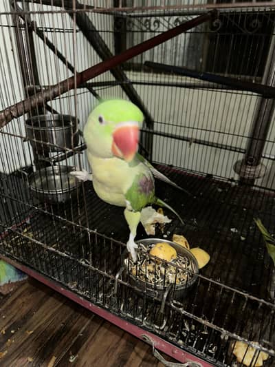 im selling my home parrots
