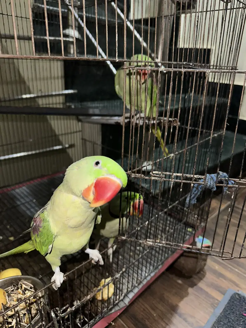 im selling my home parrots — photo 2