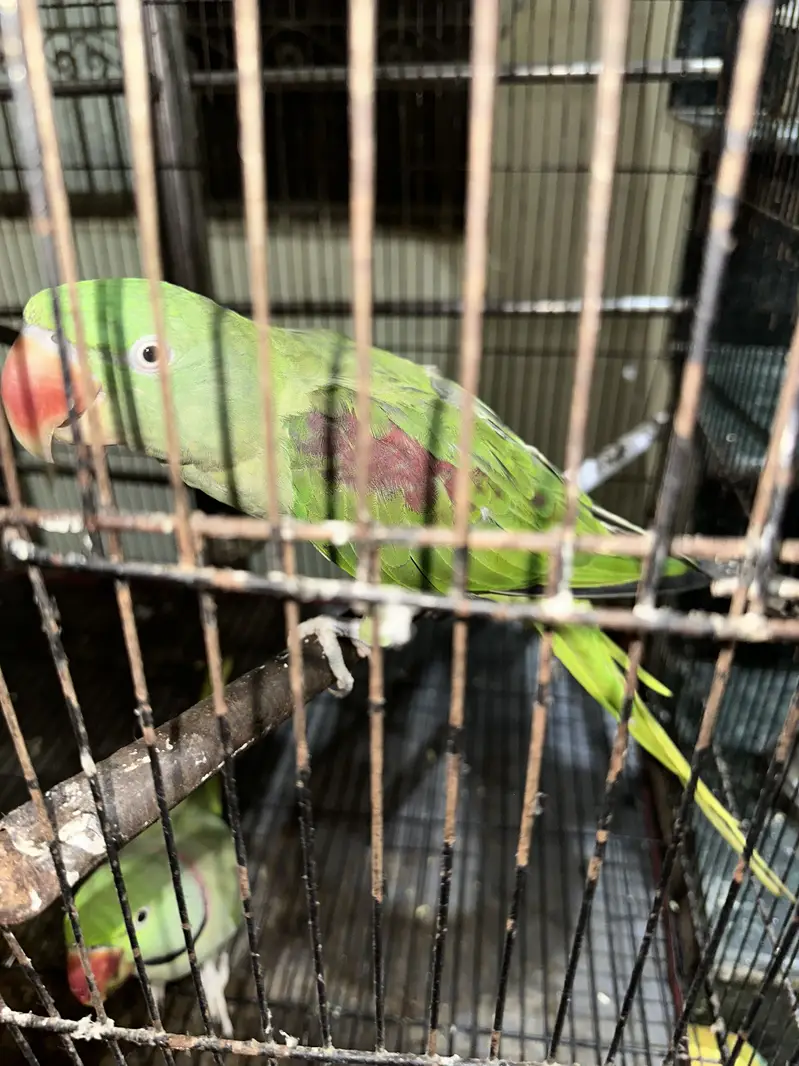 im selling my home parrots — photo 3