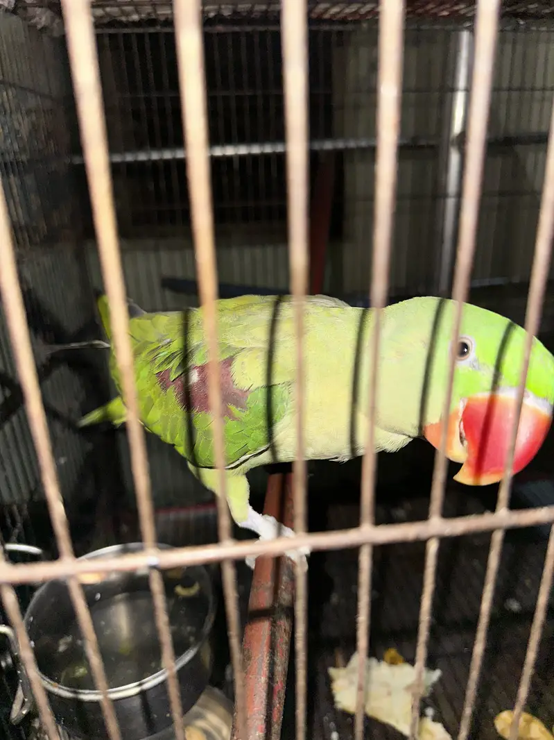 im selling my home parrots — photo 4
