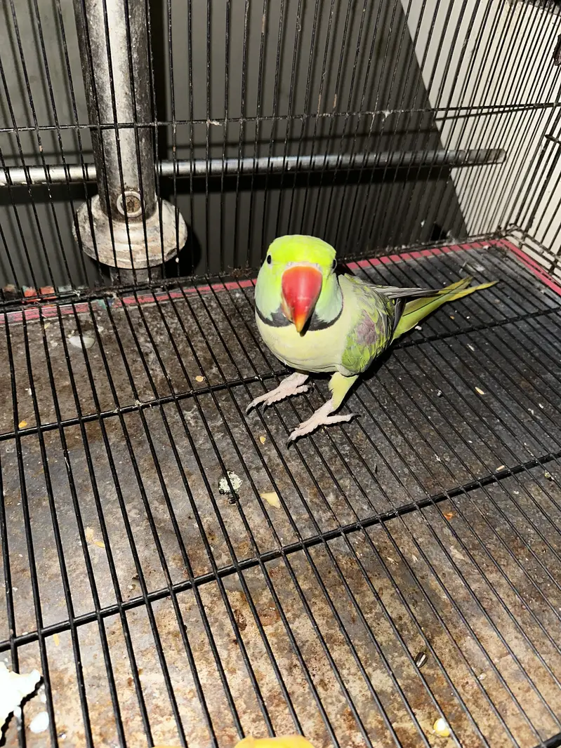 im selling my home parrots — photo 5