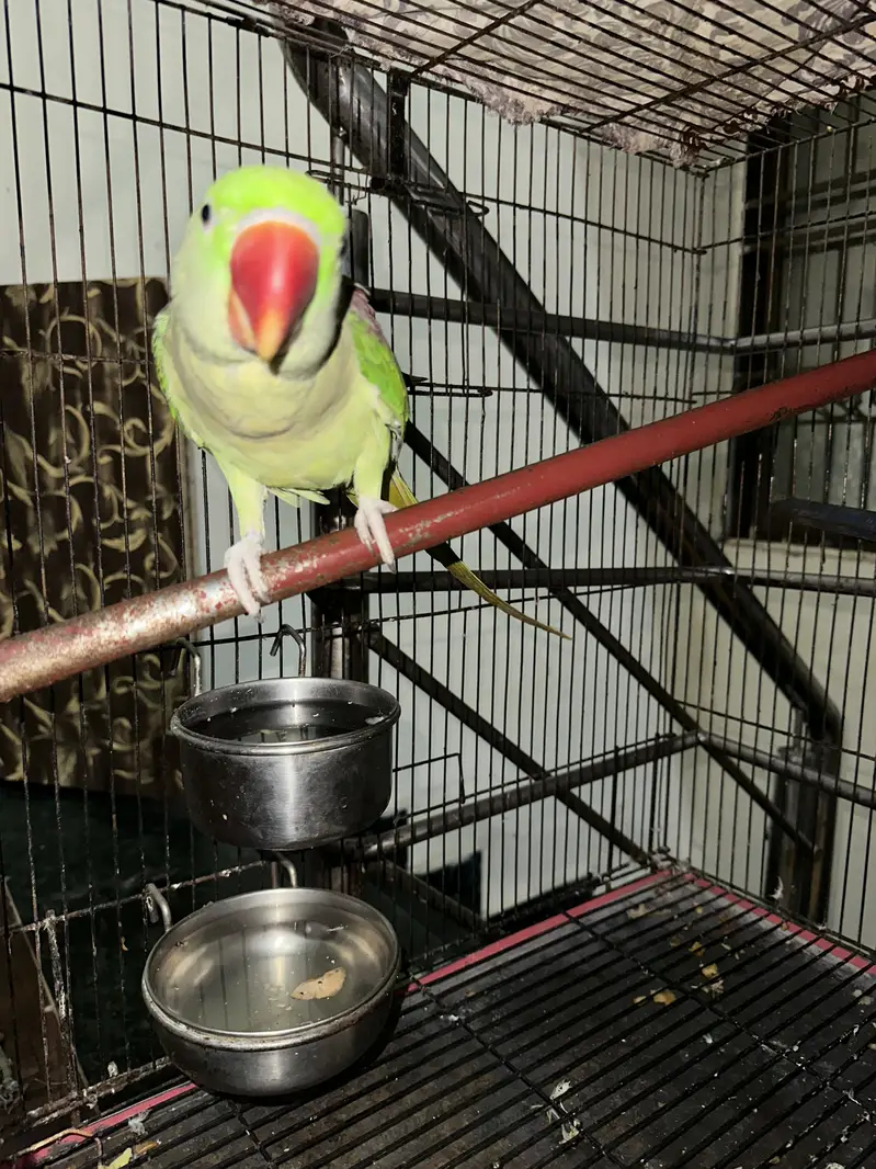 im selling my home parrots — photo 6
