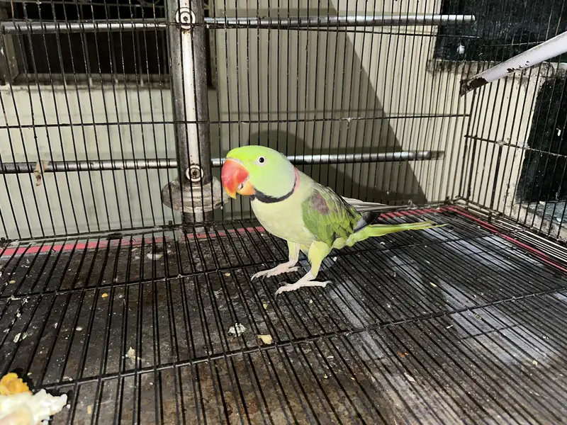 im selling my home parrots — photo 7