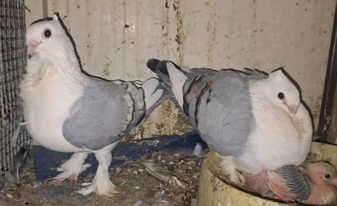 Sentiment Blue Bar breeder with one chick available for sale
