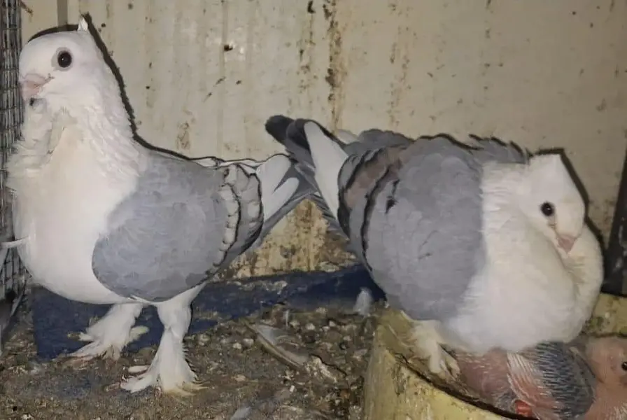 Sentiment Blue Bar breeder with one chick available for sale — photo 2