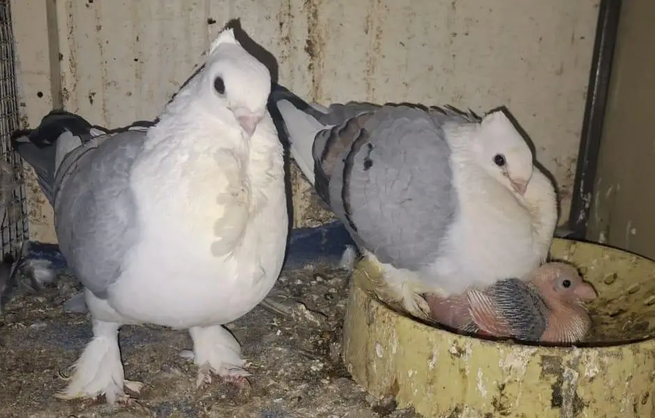Sentiment Blue Bar breeder with one chick available for sale — photo 3
