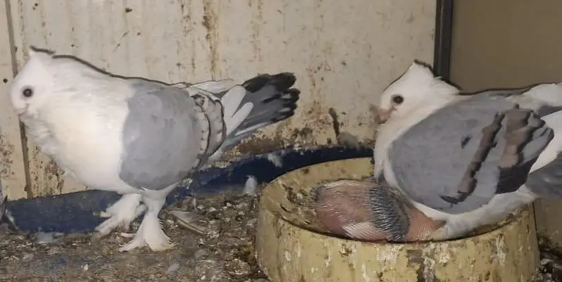 Sentiment Blue Bar breeder with one chick available for sale — photo 6
