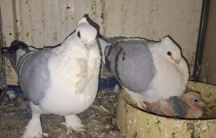 Sentiment Blue Bar breeder with one chick available for sale — photo 7