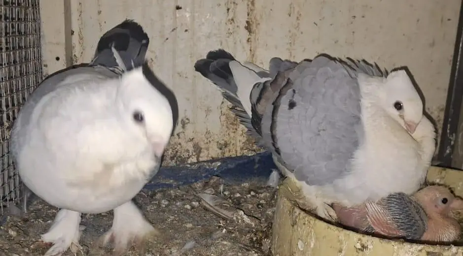 Sentiment Blue Bar breeder with one chick available for sale — photo 8