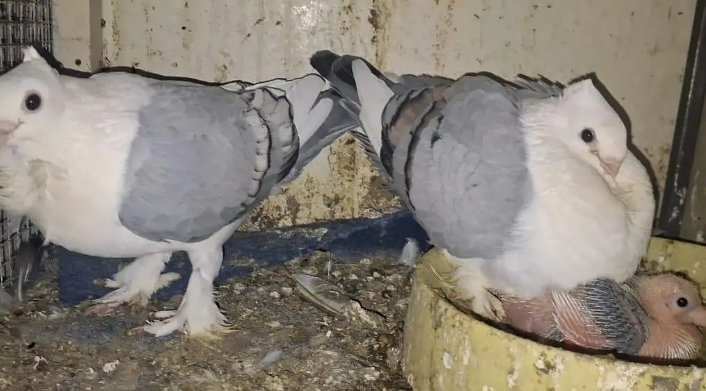 Sentiment Blue Bar breeder with one chick available for sale — photo 9