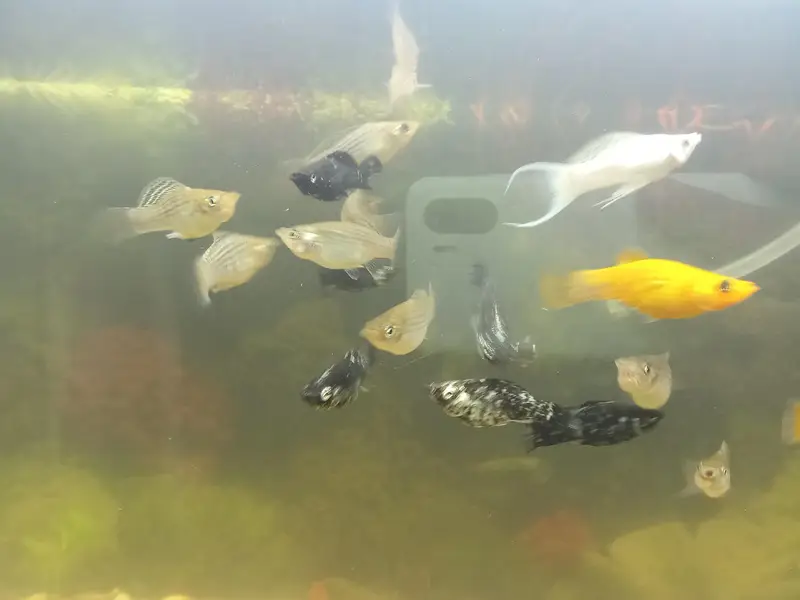 Molly fish available in very good condition