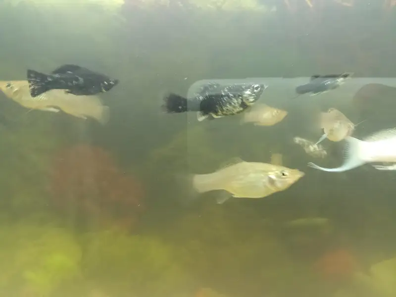 Molly fish available in very good condition — photo 2