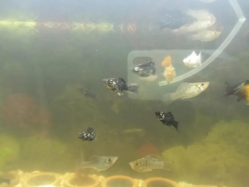 Molly fish available in very good condition — photo 3