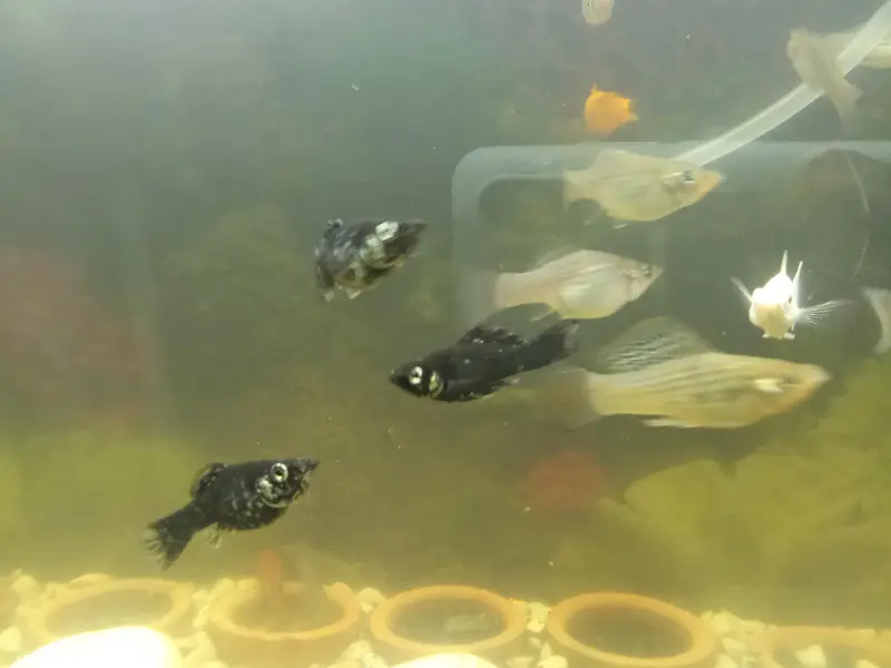 Molly fish available in very good condition — photo 4
