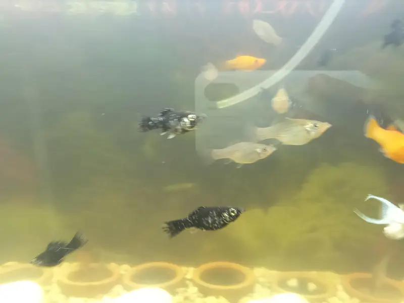 Molly fish available in very good condition — photo 5