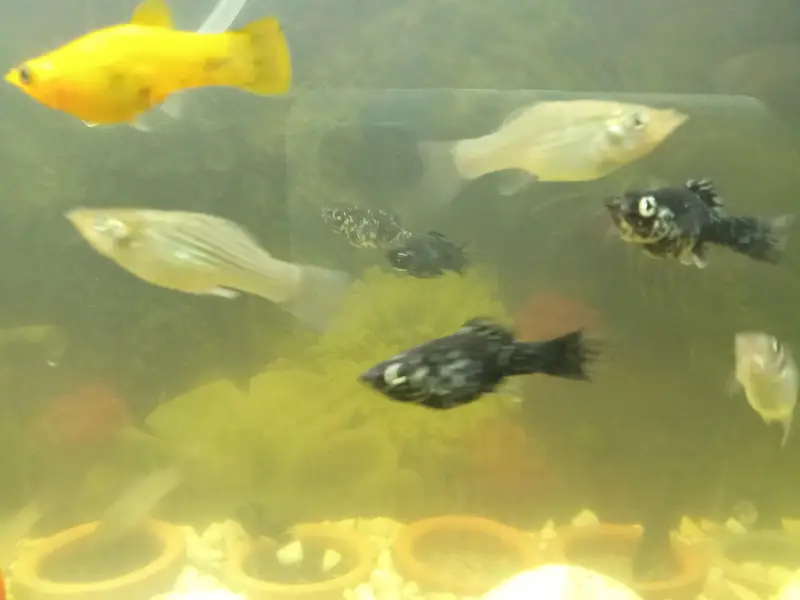 Molly fish available in very good condition — photo 6