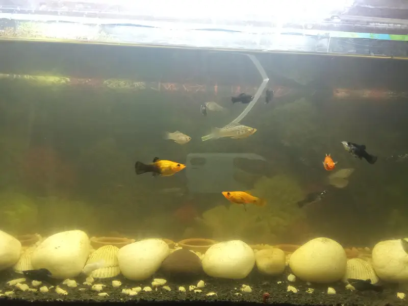 Molly fish available in very good condition — photo 7