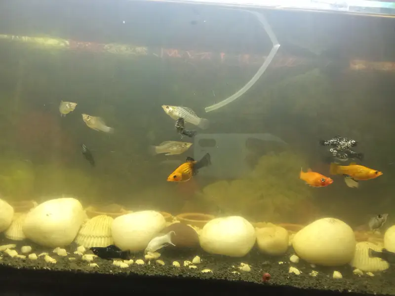 Molly fish available in very good condition — photo 8