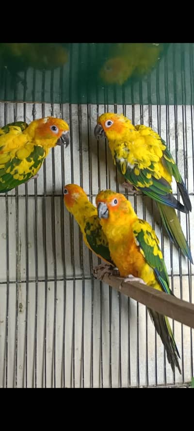 Sunconure | Lovebirds | Blue Cinnamon | Turquoise | Red Moluccan Lory
