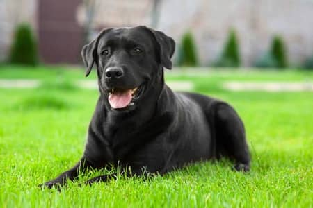 Labrador emerican female