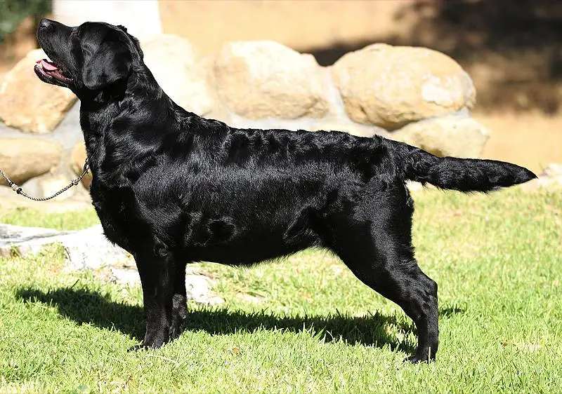 Labrador emerican female — photo 2