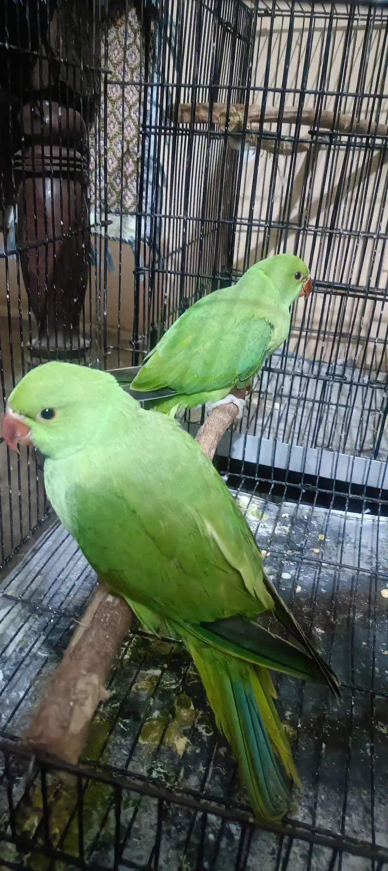 Ring nick chick's — photo 2