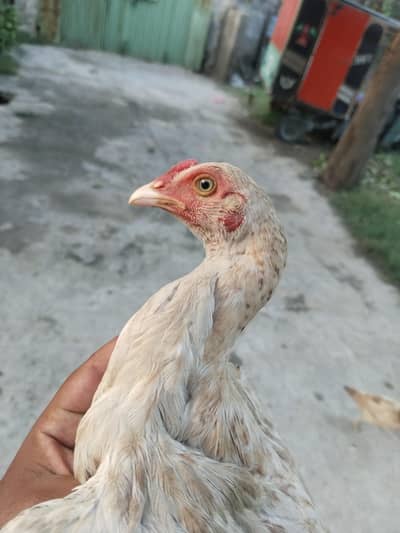 heera aseel