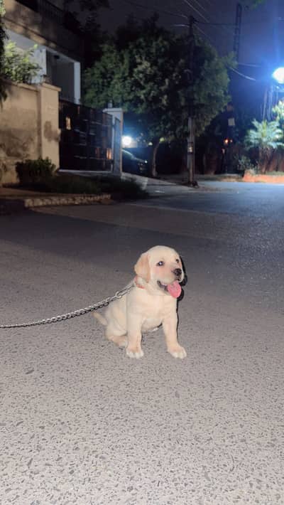Labrador female 1 month 15 days